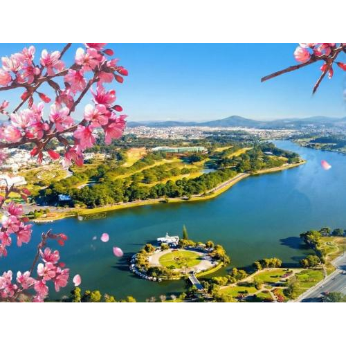 Dấu ấn Xuân 2026: 200 gốc Mai Anh Đào mới “nhuộm hồng” Hồ Xuân Hương